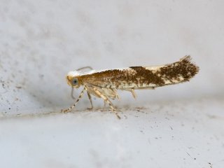 Argyresthia pruniella (Kirsebærmøll)