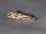 Catoptria falsella (Klippenebbmott)
