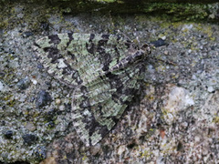 Hydriomena furcata (Seljebuskmåler)