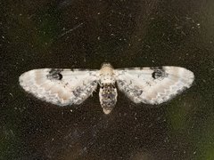 Eupithecia centaureata (Hvit dvergmåler)