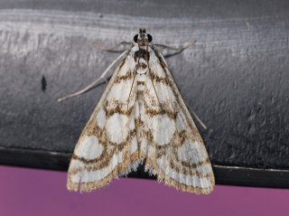 Nymphula nitidulata (Beautiful China-mark)
