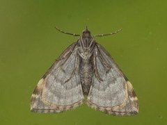Dysstroma latefasciata (Flekkskogmåler)