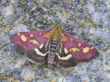 Pyrausta purpuralis (Purpurengmott)