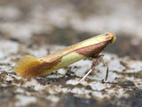 Caloptilia alchimiella (Yellow-triangle Slender)