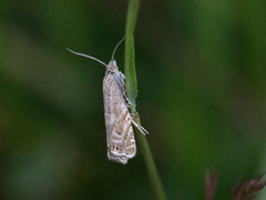 Dichrorampha plumbagana (Silver-lined Drill)
