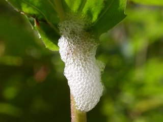 Homoptera (Plantesugere)