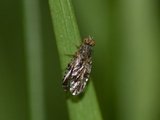 Tephritidae (Båndfluer)