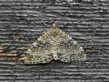 Entephria flavicinctata (Yellow-ringed Carpet)