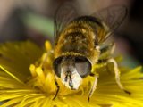 Eristalis pertinax (Tapered Drone Fly)