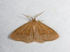 Hylaea fasciaria (Barskogmåler)