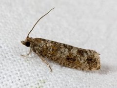 Rhyacionia pinivorana (Spotted Shoot Moth)