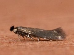 Bucculatricidae (Øyelokkmøll)