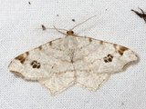 Macaria notata (Peacock Moth)