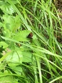 Nymphalidae (Brush-footed butterflies)