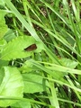 Nymphalidae (Nymfevinger)
