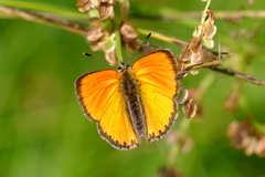 Lycaena virgaureae (Oransjegullvinge)