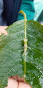 Furcula bicuspis (Hvit gaffelstjert)