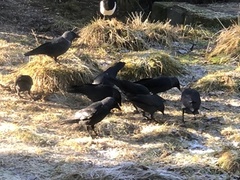 Jackdaw (Corvus monedula)