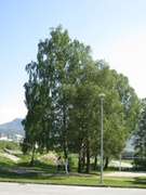 Silver birch (Betula pendula)