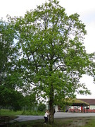 Oak (Quercus sp.)