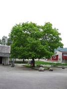 Oak (Quercus sp.)