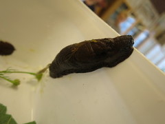 Spanish Slug (Arion vulgaris)