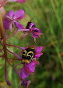 Trichius fasciatus (Bee Beetle)