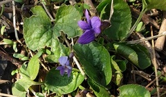 Common Dog-violet (Viola riviniana)