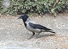 Hooded Crow (Corvus cornix)