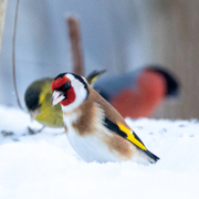 European Goldfinch (Carduelis carduelis)