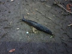European black slug (Arion ater)