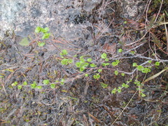 Betula nana subsp. nana