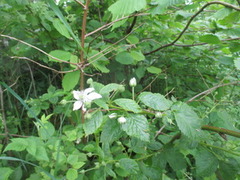 Blackberry (Rubus fruticosus)