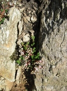 English Stonecrop (Sedum anglicum)