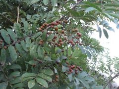Rowan (Sorbus aucuparia)