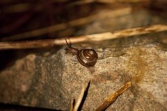 Copse Snail (Arianta arbustorum)