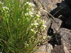 Common Scurvygrass (Cochlearia officinalis)
