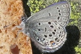 Plebejus optilete (Cranberry Blue)