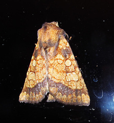 Gortyna flavago (Frosted Orange)