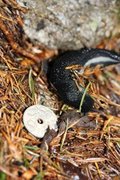 Ash-black Slug (Limax cinereoniger)