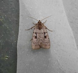 Coenophila subrosea (Rosy Marsh Moth)