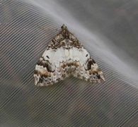 Dysstroma truncata (Common Marbled Carpet)