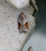 Acleris comariana/laterana (Jordbær-/buskflatvikler)