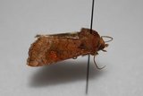 Amphipoea lucens (Myrstengelfly)