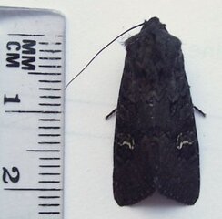 Aporophyla nigra (Black Rustic)