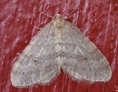 Operophtera fagata (Northern Winter Moth)