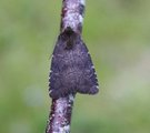 Rusina ferruginea (Brown Rustic)