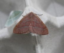 Hylaea fasciaria (Barred Red)