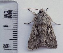 Xylocampa areola (Early Grey)