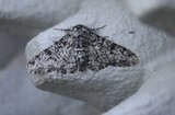 Biston betularia (Peppered Moth)